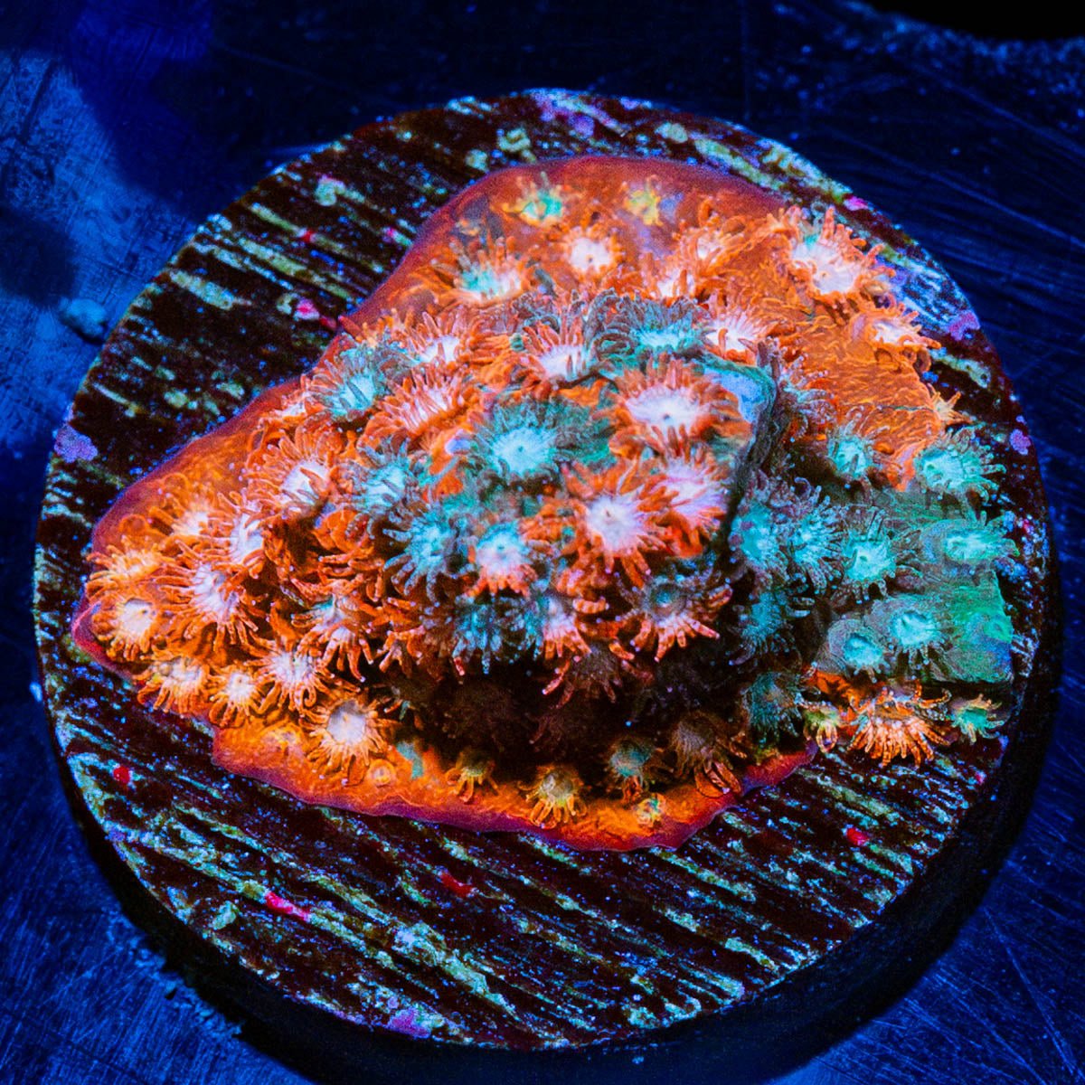 Fender Bender Cyphastrea - riptide aquaculture llc
