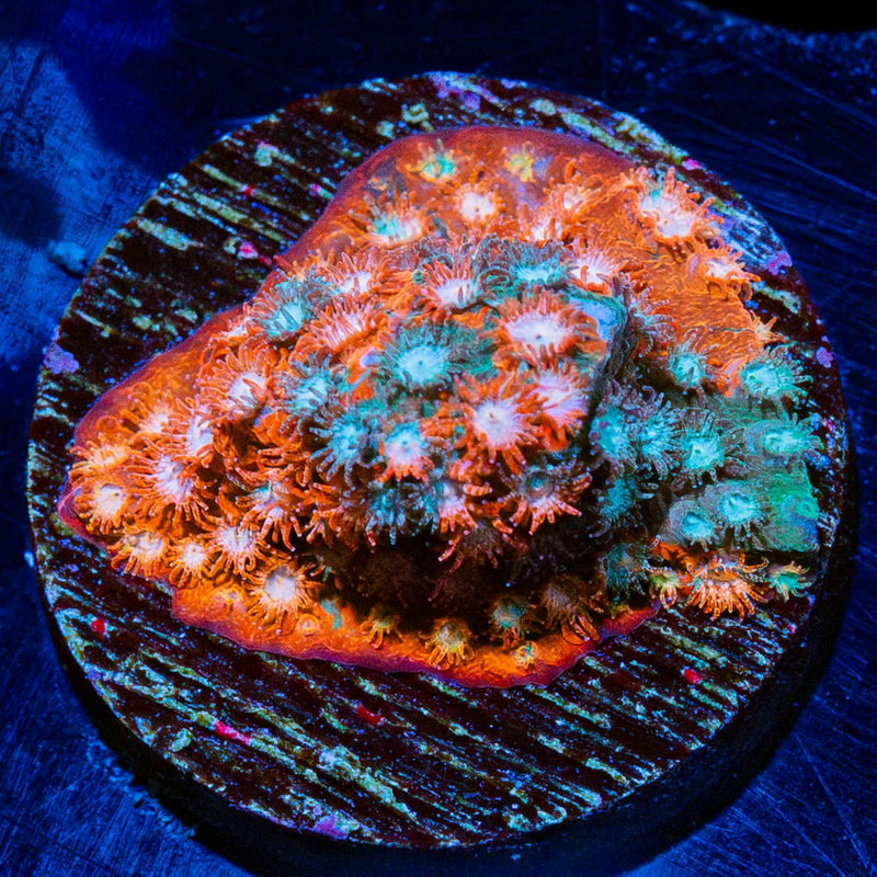 Fender Bender Cyphastrea