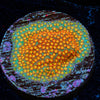 WWC Close Encounter Stylocoeniella - riptide aquaculture llc
