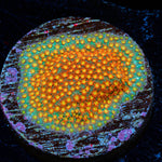 WWC Close Encounter Stylocoeniella - riptide aquaculture llc