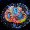 Dumbo Favia - riptide aquaculture llc