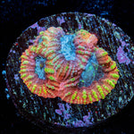 Dumbo Favia - riptide aquaculture llc