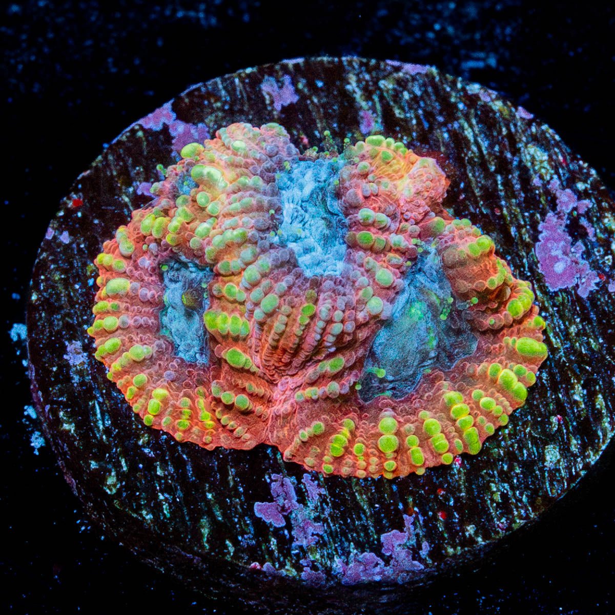 Dumbo Favia - riptide aquaculture llc