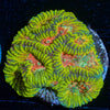 Hypnotic Favia - riptide aquaculture llc