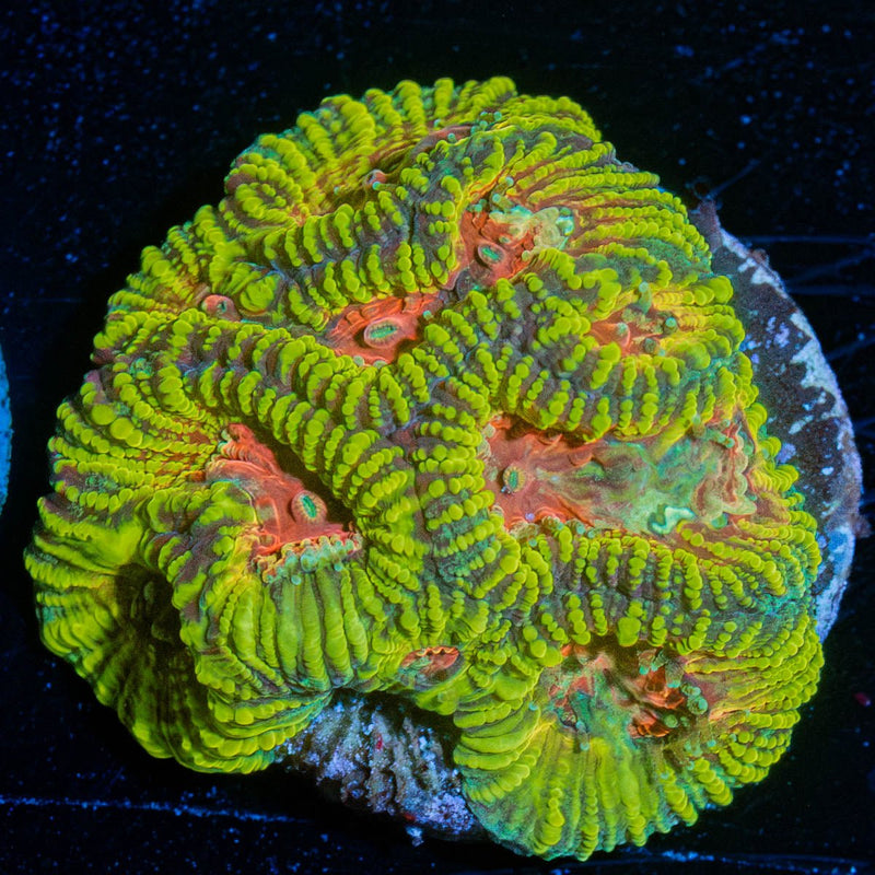 Hypnotic Favia