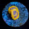 Thanos Favia - riptide aquaculture llc