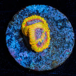 Thanos Favia - riptide aquaculture llc
