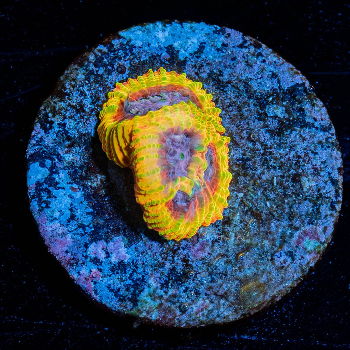 Thanos Favia - riptide aquaculture llc