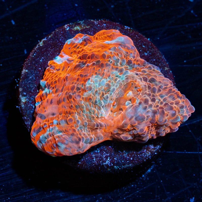 Lava Flow Chalice
