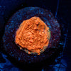 Jolly Rancher Chalice - riptide aquaculture llc