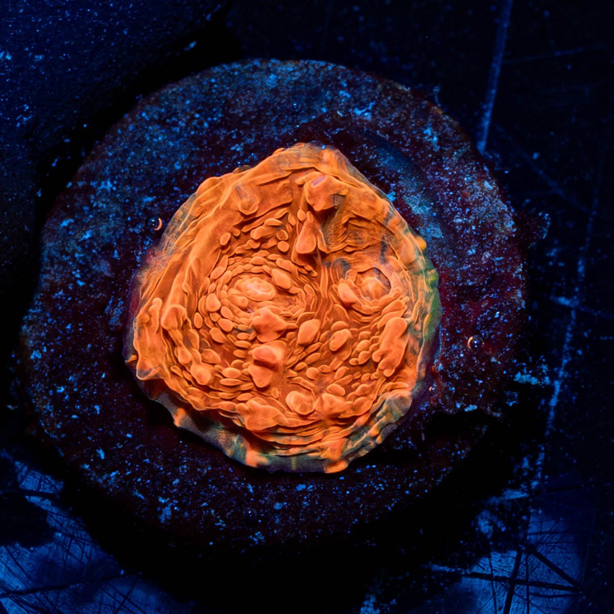 Jolly Rancher Chalice - riptide aquaculture llc