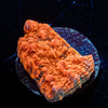 Jolly Rancher Chalice - riptide aquaculture llc