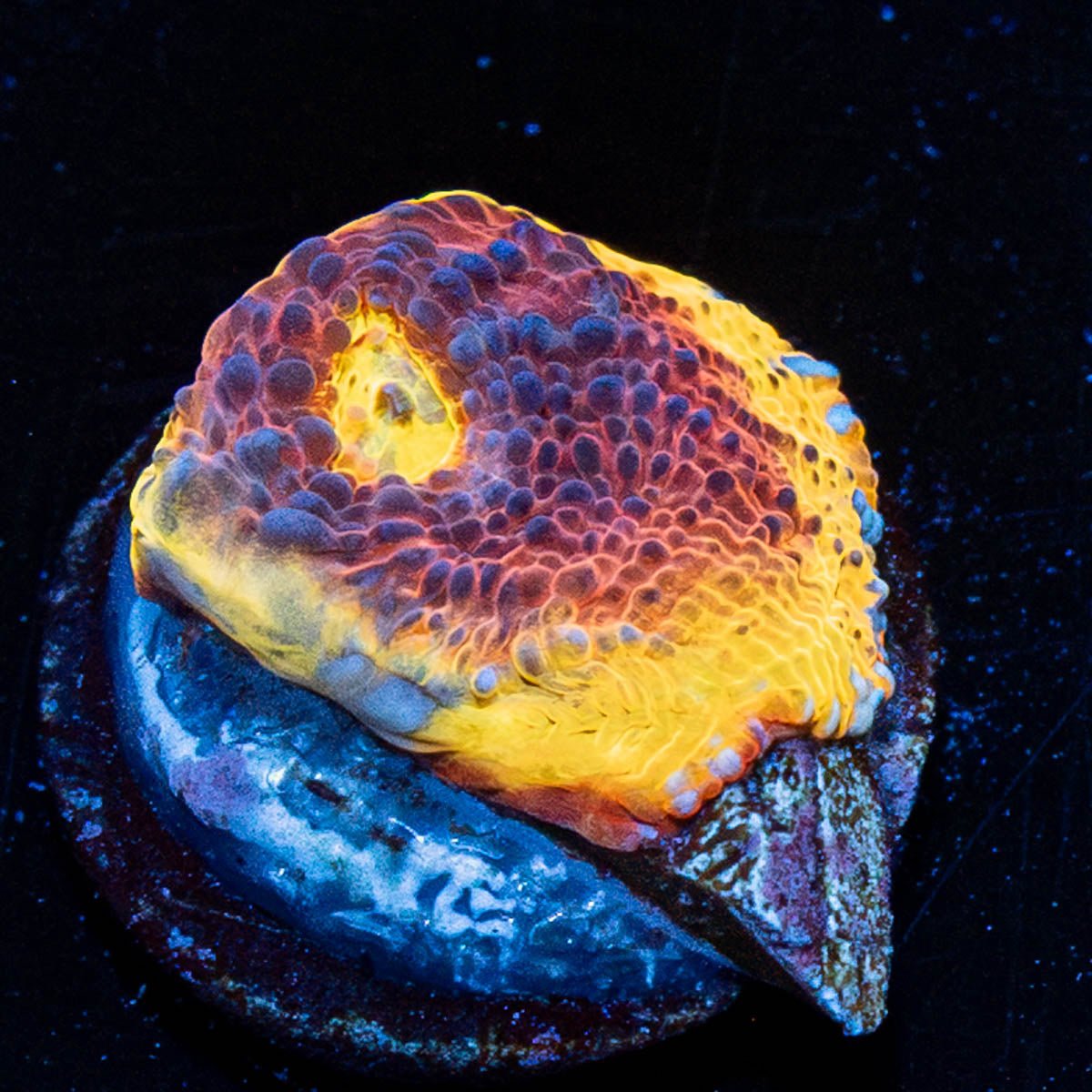 Purple Heat Chalice - riptide aquaculture llc