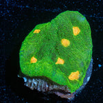 Space Invaders Chalice - riptide aquaculture llc