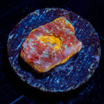 Rainbow Jade Chalice - riptide aquaculture llc