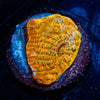 Holy Diver Chalice - riptide aquaculture llc