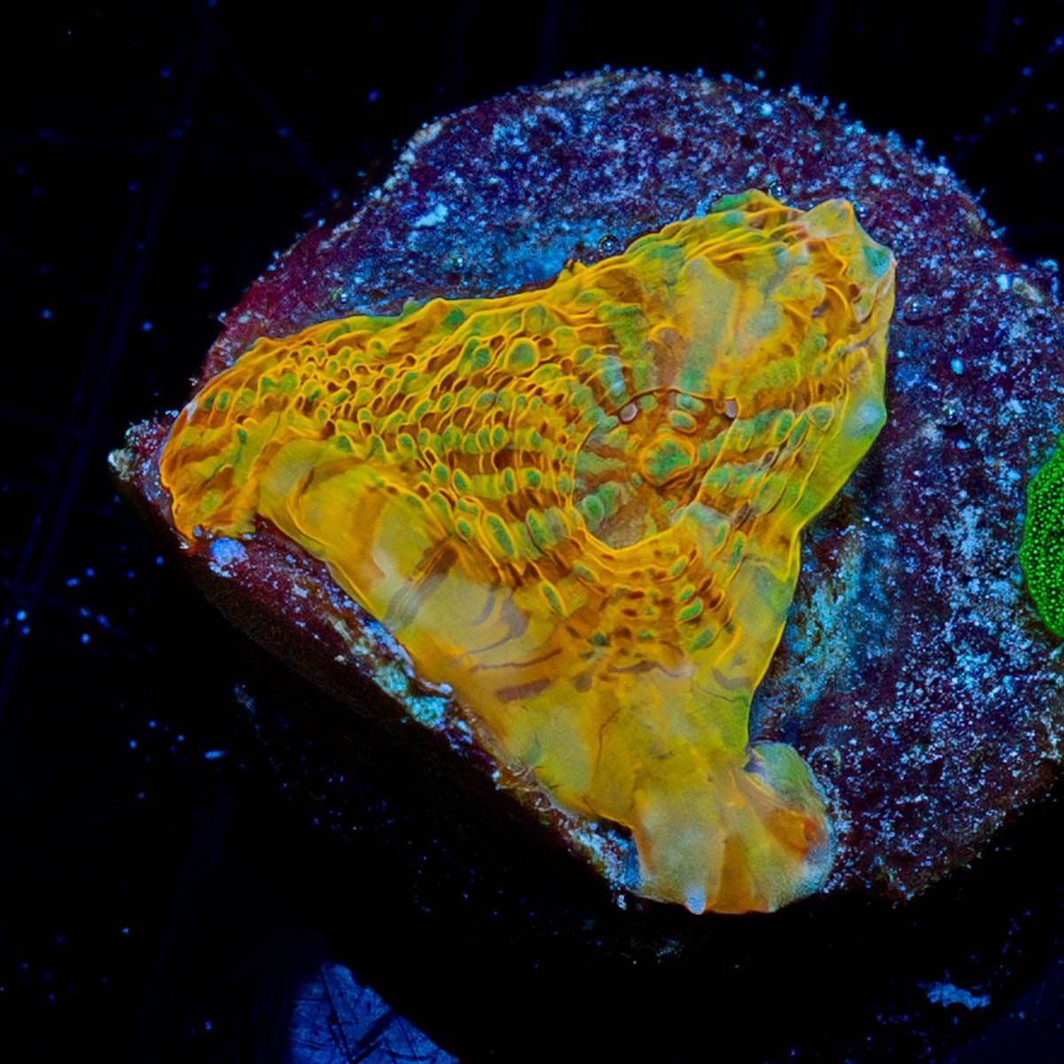 Holy Diver Chalice - riptide aquaculture llc