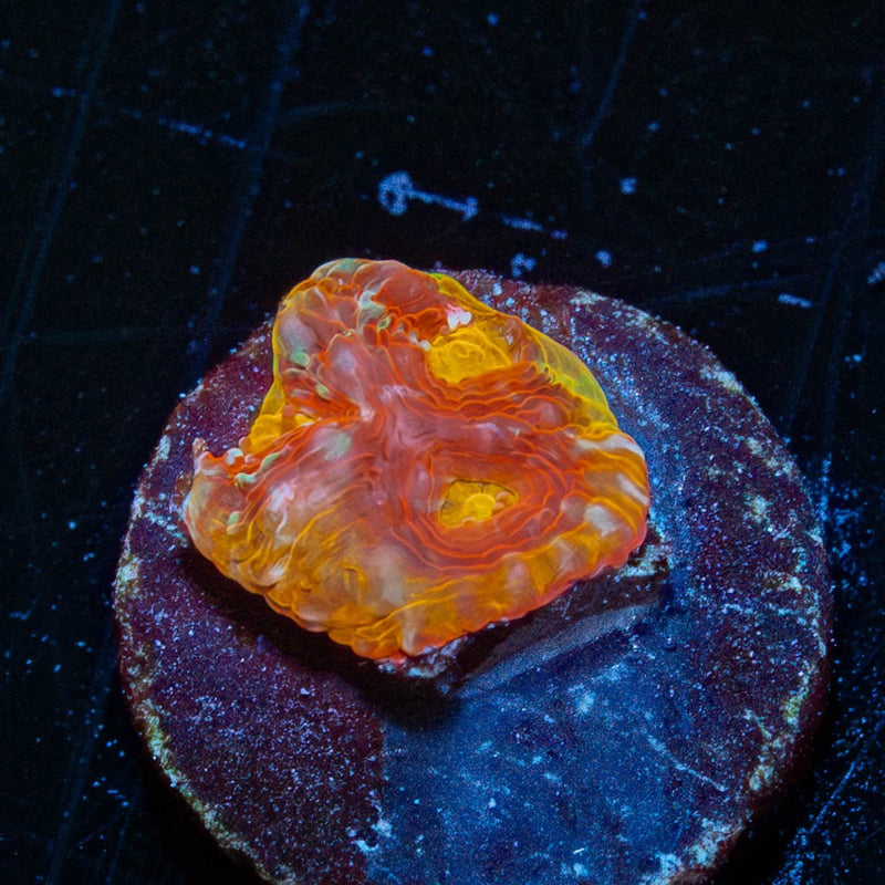 Rainbow Jade Chalice