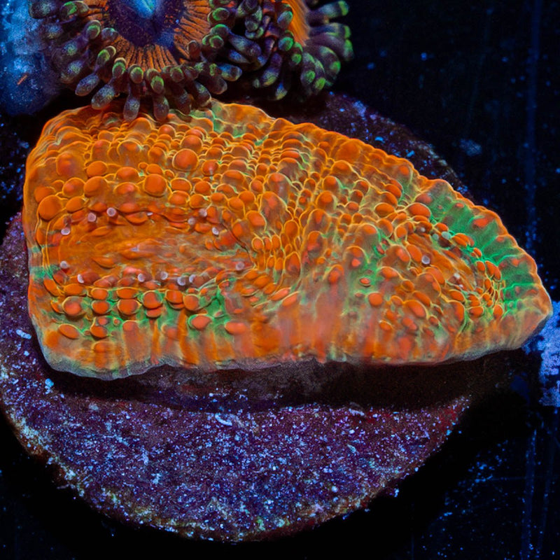 Psychedelics Chalice
