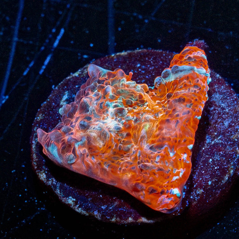 Lava Flow Chalice