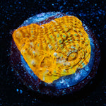 Holy Diver Chalice - riptide aquaculture llc