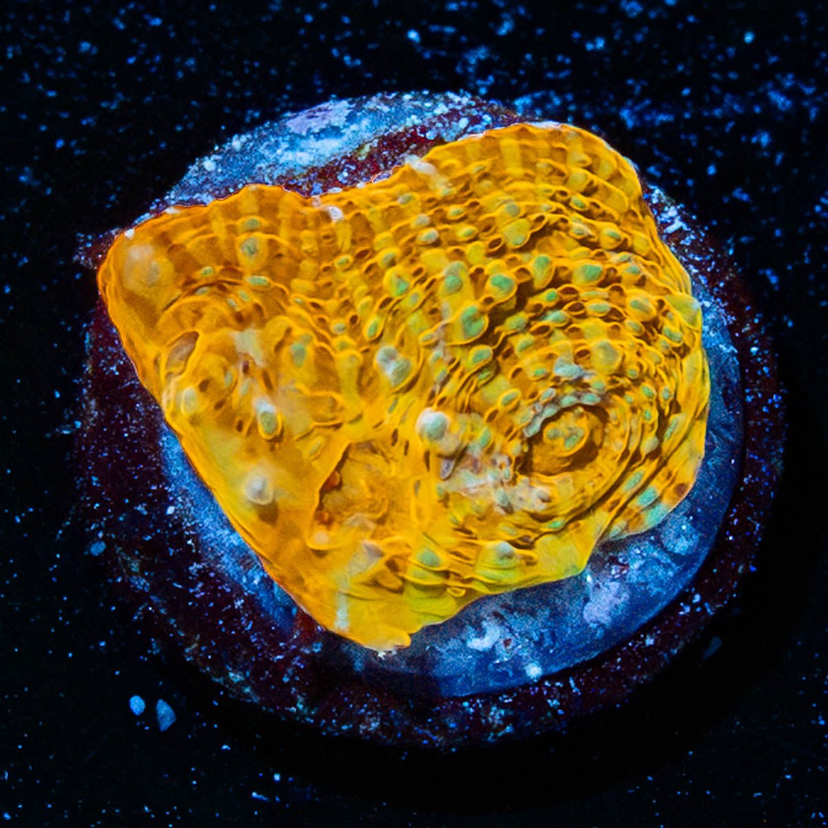 Holy Diver Chalice - riptide aquaculture llc