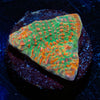 Psychedelics Chalice - riptide aquaculture llc