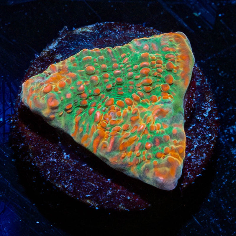 Psychedelics Chalice