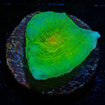 Nightshade Chalice - riptide aquaculture llc