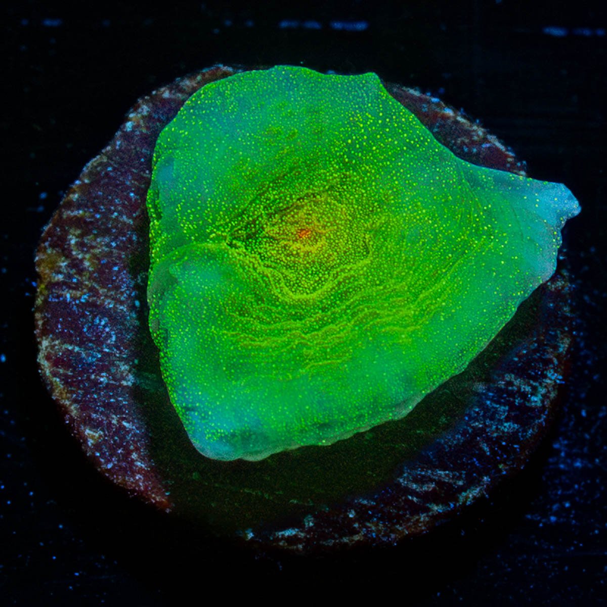 Nightshade Chalice - riptide aquaculture llc