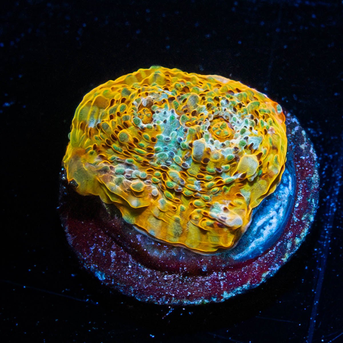 Holy Diver Chalice - riptide aquaculture llc