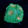 Gator Chalice - riptide aquaculture llc