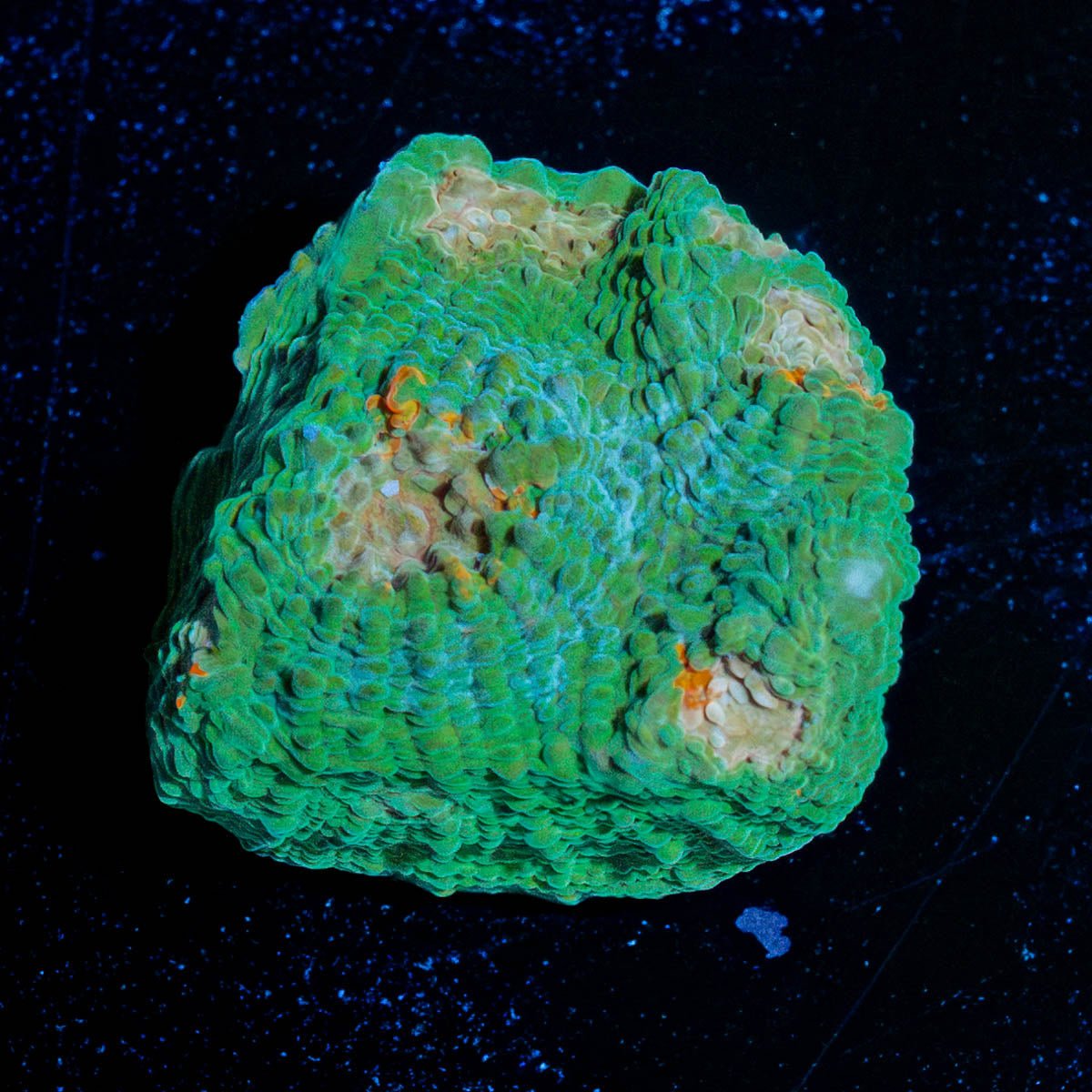 Gator Chalice - riptide aquaculture llc