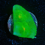 Nightshade Chalice - riptide aquaculture llc