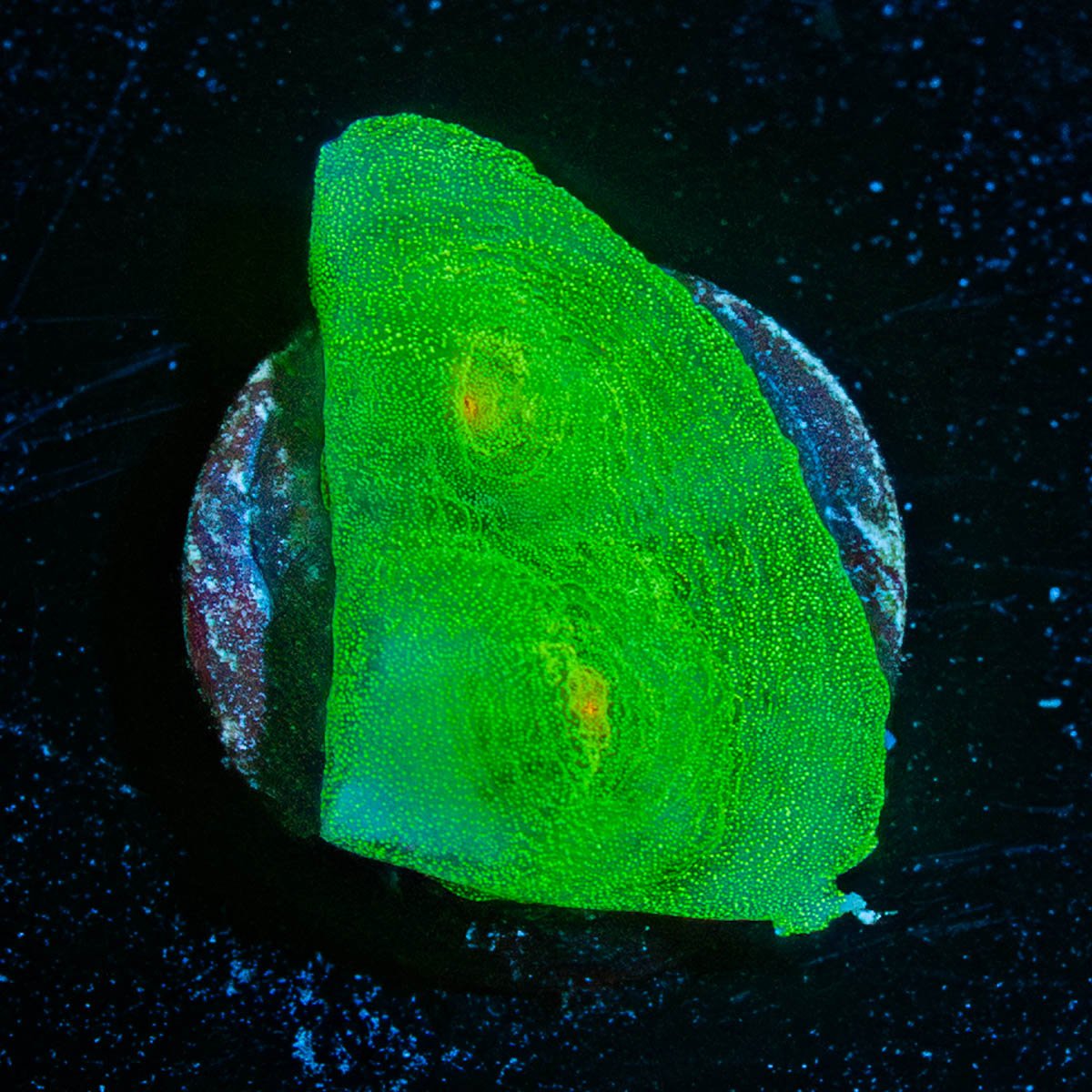 Nightshade Chalice - riptide aquaculture llc