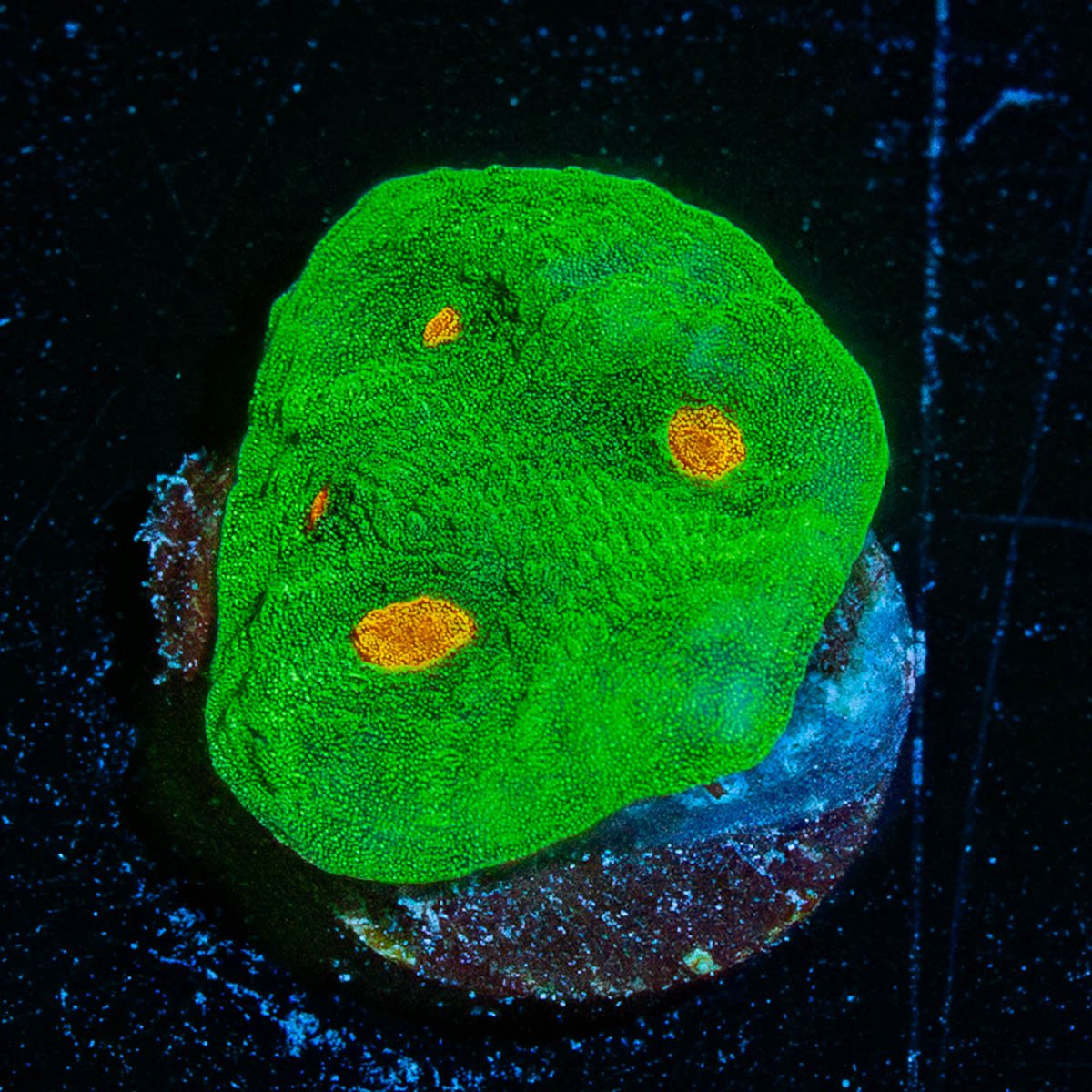 Space Invaders Chalice - riptide aquaculture llc