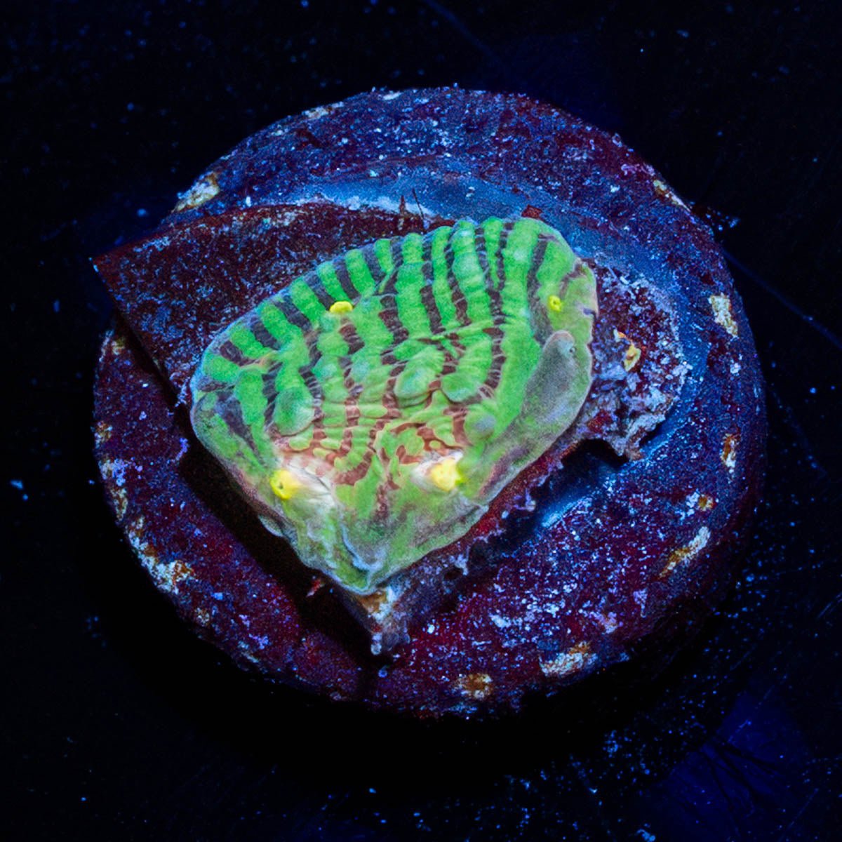 The Mask Chalice - riptide aquaculture llc