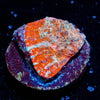 Lava Flow Chalice - riptide aquaculture llc