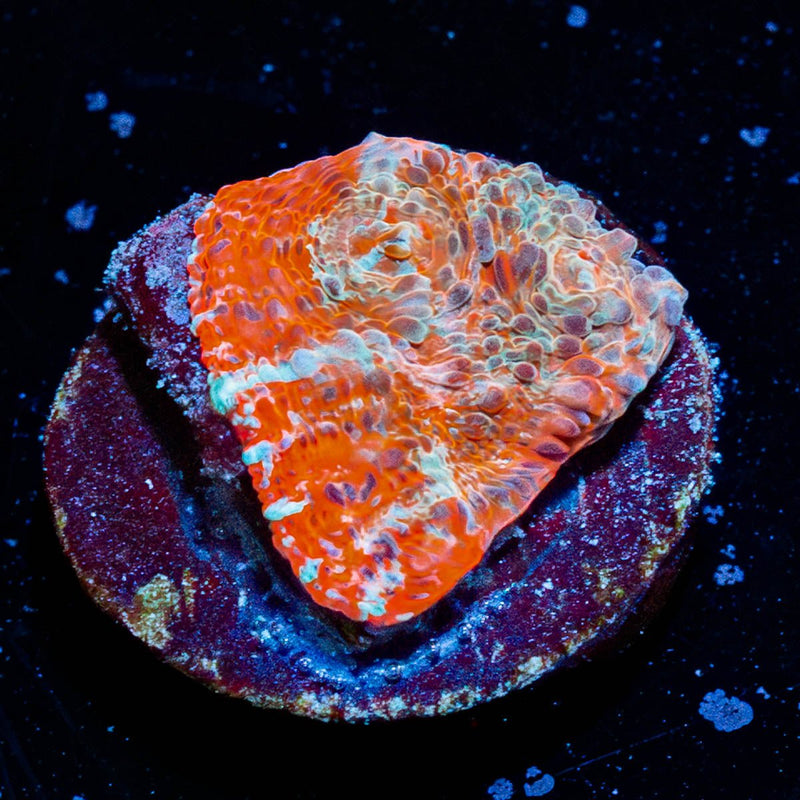 Lava Flow Chalice