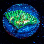 The Mask Chalice - riptide aquaculture llc