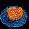 Jolly Rancher Chalice - riptide aquaculture llc