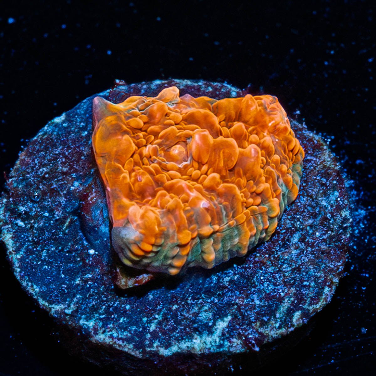 Jolly Rancher Chalice - riptide aquaculture llc