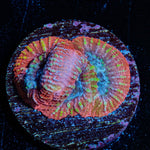 Dumbo Favia - riptide aquaculture llc