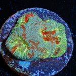 Fungus Favia - riptide aquaculture llc