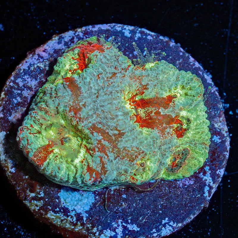 Fungus Favia