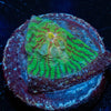 The Mask Chalice - riptide aquaculture llc