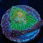The Mask Chalice - riptide aquaculture llc