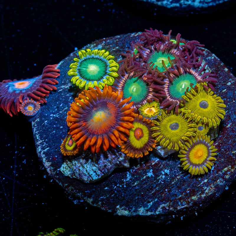 Zoa Combo Plug