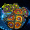 Zoa Combo Plug - riptide aquaculture llc