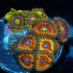 Zoa Combo Plug - riptide aquaculture llc